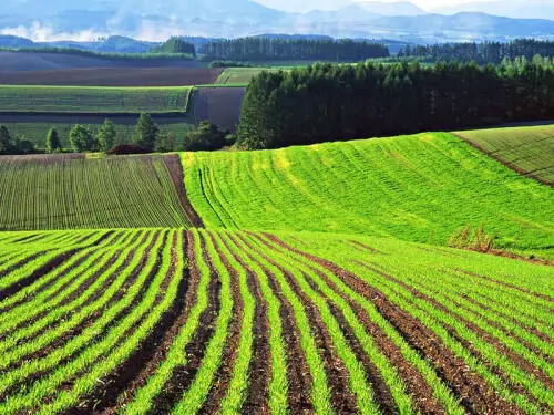 Земли сельскохозяйственного назначения разделили на три категории